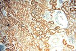 AIF Antibody in Immunohistochemistry (Paraffin) (IHC (P))