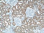 AIF Antibody in Immunohistochemistry (Paraffin) (IHC (P))