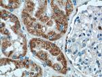 AIF Antibody in Immunohistochemistry (Paraffin) (IHC (P))