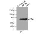 AIF Antibody in Immunoprecipitation (IP)