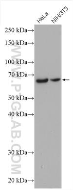 AIF Antibody in Western Blot (WB)