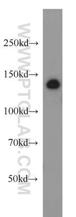 ADNP Antibody in Western Blot (WB)