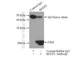 REEP1 Antibody in Immunoprecipitation (IP)