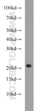 REEP1 Antibody in Western Blot (WB)