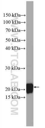 REEP1 Antibody in Western Blot (WB)