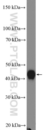 APOA4 Antibody in Western Blot (WB)