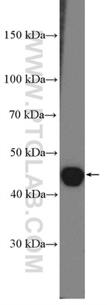 APOA4 Antibody in Western Blot (WB)