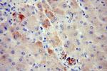 APOA4 Antibody in Immunohistochemistry (Paraffin) (IHC (P))