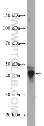 APOA4 Antibody in Western Blot (WB)