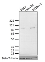 OCT1 (POU2F1) Antibody in Western Blot (WB)