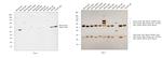 Mouse IgG1 Secondary Antibody in Western Blot (WB)