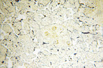 PPCS Antibody in Immunohistochemistry (Paraffin) (IHC (P))