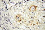 PPCS Antibody in Immunohistochemistry (Paraffin) (IHC (P))