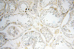 PPCS Antibody in Immunohistochemistry (Paraffin) (IHC (P))