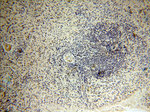 PPCS Antibody in Immunohistochemistry (Paraffin) (IHC (P))