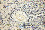 PPCS Antibody in Immunohistochemistry (Paraffin) (IHC (P))