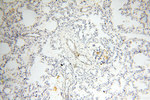 PPCS Antibody in Immunohistochemistry (Paraffin) (IHC (P))