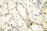 PPCS Antibody in Immunohistochemistry (Paraffin) (IHC (P))