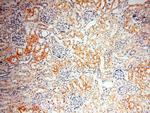 PPCS Antibody in Immunohistochemistry (Paraffin) (IHC (P))