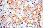 PPCS Antibody in Immunohistochemistry (Paraffin) (IHC (P))