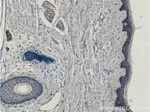 ST8SIA3 Antibody in Immunohistochemistry (Paraffin) (IHC (P))