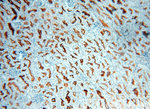 MME/CD10 Antibody in Immunohistochemistry (Paraffin) (IHC (P))