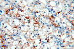 MME/CD10 Antibody in Immunohistochemistry (Paraffin) (IHC (P))