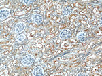 MME/CD10 Antibody in Immunohistochemistry (Paraffin) (IHC (P))