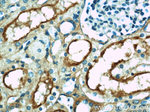 MME/CD10 Antibody in Immunohistochemistry (Paraffin) (IHC (P))