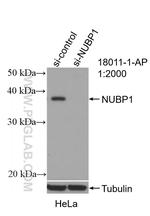 NUBP1 Antibody in Western Blot (WB)