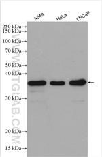 NUBP1 Antibody in Western Blot (WB)