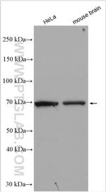 ICA1L Antibody in Western Blot (WB)