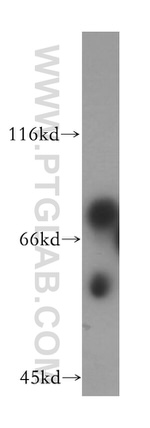 ICA1L Antibody in Western Blot (WB)