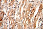 EDAR Antibody in Immunohistochemistry (Paraffin) (IHC (P))