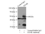 EDAR Antibody in Immunoprecipitation (IP)