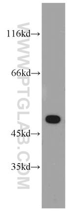 EDAR Antibody in Western Blot (WB)