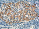 GIP Antibody in Immunohistochemistry (Paraffin) (IHC (P))