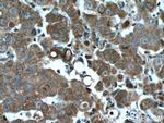 LONP2 Antibody in Immunohistochemistry (Paraffin) (IHC (P))