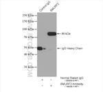 SMURF2 Antibody in Immunoprecipitation (IP)
