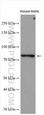 SMURF2 Antibody in Western Blot (WB)