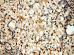 UBA52 Antibody in Immunohistochemistry (Paraffin) (IHC (P))