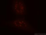 CCNY Antibody in Immunocytochemistry (ICC/IF)