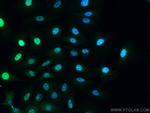 CCNY Antibody in Immunocytochemistry (ICC/IF)