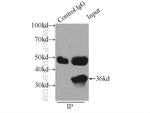 CCNY Antibody in Immunoprecipitation (IP)