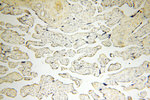 DNA Ligase I Antibody in Immunohistochemistry (Paraffin) (IHC (P))