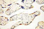 DNA Ligase I Antibody in Immunohistochemistry (Paraffin) (IHC (P))