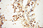 DNA Ligase I Antibody in Immunohistochemistry (Paraffin) (IHC (P))