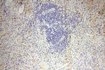 DNA Ligase I Antibody in Immunohistochemistry (Paraffin) (IHC (P))