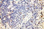 DNA Ligase I Antibody in Immunohistochemistry (Paraffin) (IHC (P))