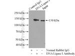 DNA Ligase I Antibody in Immunoprecipitation (IP)